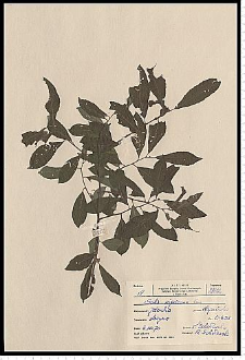 Salix myrsinifolia Salisb.