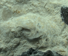 Goniodromites species