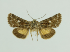 Anarta myrtilli (Linnaeus, 1761)