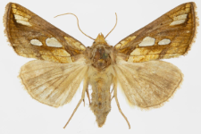 Plusia festucae