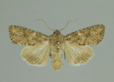 Anarta trifolii (Hufnagel, 1766)