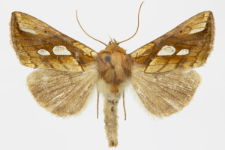 Plusia festucae