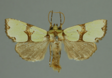 Staurophora celsia (Linnaeus, 1758)