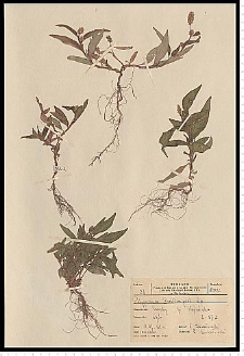 Polygonum lapathifolium L. subsp. brittingeri (Opiz) Rech. f.