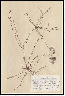 Polygonum aviculare L.