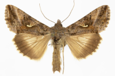 Autographa gamma