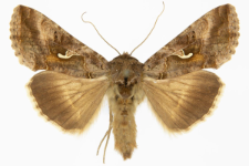 Autographa gamma