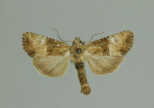 Mesoligia furuncula (Denis & Schiffermüller, 1775)