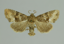 Oligia strigilis (Linnaeus, 1758)