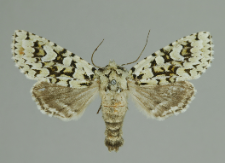 Griposia aprilina (Linnaeus, 1758)