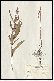 Polygonum lapathifolium L. subsp. pallidum (With.) Fr.