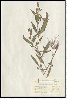 Polygonum lapathifolium L. subsp. pallidum (With.) Fr.