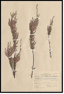 Calluna vulgaris (L.) Hull