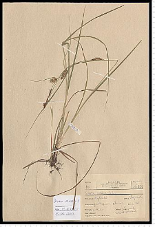 Carex vesicaria L.