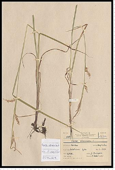 Carex vesicaria L.