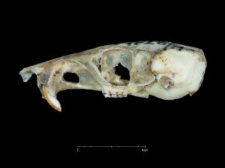 Perognathus spinatus
