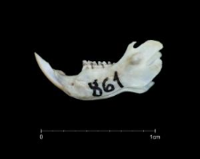 Perognathus spinatus
