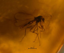 Ceratopogonidae