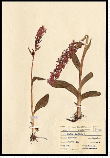 Dactylorhiza majalis (Rchb.) P. F. Hunt & Summerh.