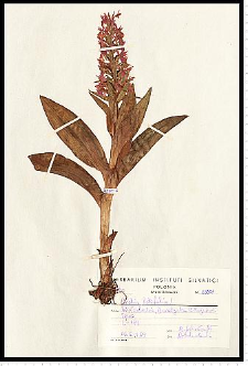 Dactylorhiza majalis (Rchb.) P. F. Hunt & Summerh.