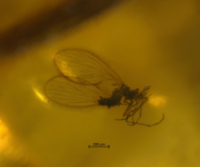 Psychodidae