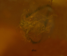 Ceratopogonidae