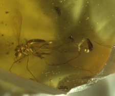 Mycetophilidae