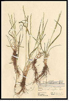 Lolium perenne L.