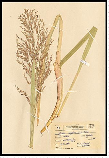 Glyceria maxima (Hartm.) Holmb.