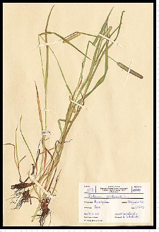 Phleum pratense L.