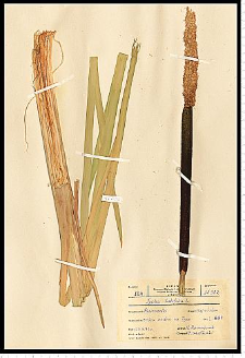 Typha latifolia L.