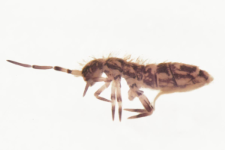 Orchesella alticola