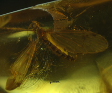 Pseudolimnophila loewiella
