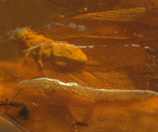 Isoptera