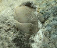Tanidromites species
