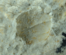 Goniodromites species