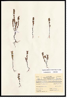 Euphrasia stricta D. Wolff ex J. F. Lehm.