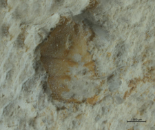 Goniodromites species
