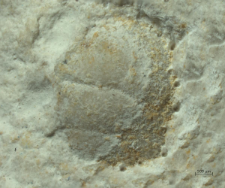 Goniodromites species