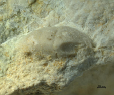 Goniodromites serratus