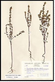 Euphrasia stricta D. Wolff ex J. F. Lehm.