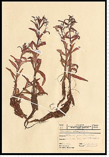 Veronica anagallis-aquatica L.