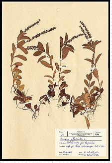Veronica officinalis L.