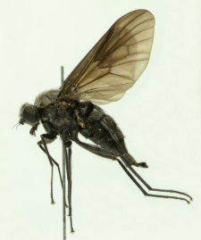Symphoromyia melaena (Meigen, 1820)