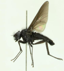 Symphoromyia melaena (Meigen, 1820)