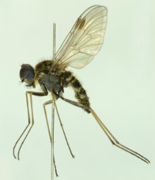 Symphoromyia splendidus (Meigen, 1820)