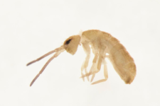 Tomocerus minor