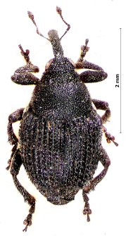 Zacladus geranii (Paykull, 1800)