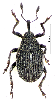 Sirocalodes depressicollis (Gyllenhal, 1813)