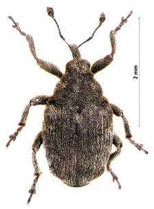 Ceutorhynchus aeneicollis Germar, 1824
